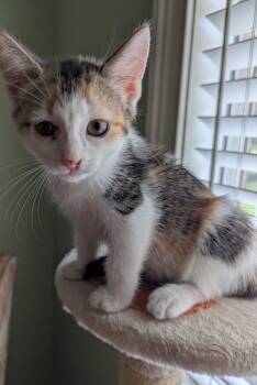 Calico Cats Available for Adoption in Oswego, South Carolina - Purrcilla | PetCurious