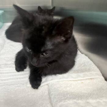 Frisky -  Domestic Short Hair Cat for Adoption in Jupiter, Florida - Frisky | PetCurious