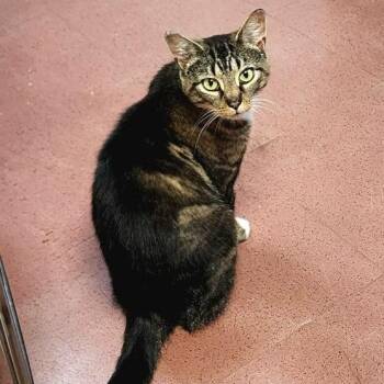 Rescue American Shorthair Cats for Adoption in Charlestown, New Hampshire - Riley | PetCurious