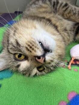 Buttercup -  Domestic Medium Hair and Domestic Short Hair Cat for Adoption in Bellevue, Washington - Buttercup | PetCurious