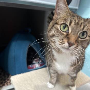 Tidbit -  Domestic Short Hair Cat for Adoption in Sarasota, Florida - Tidbit | PetCurious