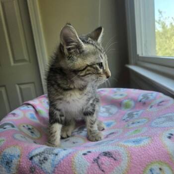 Tigger -  Domestic Short Hair Cat for Adoption in Peachtree City, Georgia - Tigger | PetCurious