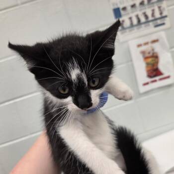 Spot -  Domestic Short Hair Cat for Adoption in Chattanooga, Tennessee - Spot | PetCurious