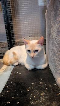 Iris -  Siamese Cat for Adoption in Lodi, California - Iris | PetCurious