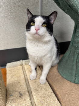 Rescue Domestic Short Hair Cats for Adoption in Georgetown, Kentucky - Dean Domino- Must Apply In Person | PetCurious