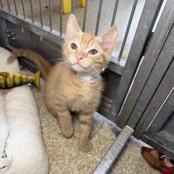 Butter -  Domestic Short Hair Cat for Adoption in Goleta, California - Butter | PetCurious