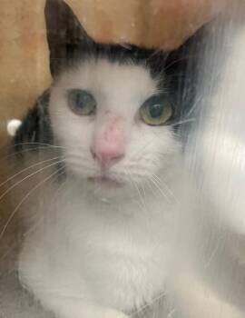 Brisket -  Domestic Short Hair Cat for Adoption - Brisket | PetCurious