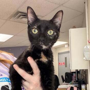 Onyx -  Domestic Short Hair Cat for Adoption in Indianapolis, Indiana - Onyx | PetCurious
