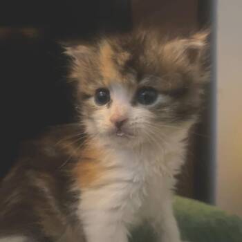 Willow -  Domestic Long Hair Cat for Adoption in Port Townsend, Washington - Willow | PetCurious