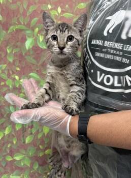 Bluey -  Domestic Short Hair Cat for Adoption in San Antonio, Texas - Bluey | PetCurious