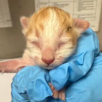 Ciara -  Domestic Short Hair Cat for Adoption in Yuma, Arizona - Ciara | PetCurious