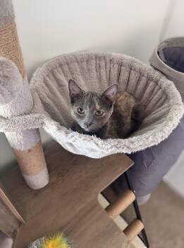 Rescue Dilute Tortoiseshell Cats for Adoption in Maryville, Tennessee - Amber | PetCurious