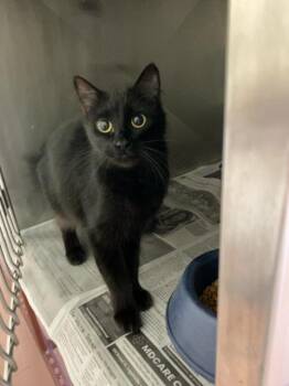 Purrari 23746 -  Domestic Medium Hair Cat for Adoption in Monroe, Georgia - Purrari 23746 | PetCurious