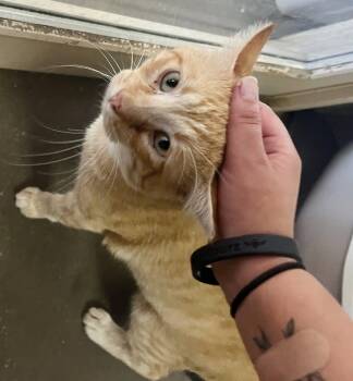 Tiny -  Tabby Cat for Adoption in Leavenworth, Kansas - Tiny | PetCurious