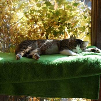 Eva -  Domestic Short Hair Cat for Adoption in Jackson, Wyoming - Eva | PetCurious