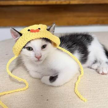 Panda -  Domestic Short Hair Cat for Adoption in Weehawken Township, New Jersey - Panda | PetCurious