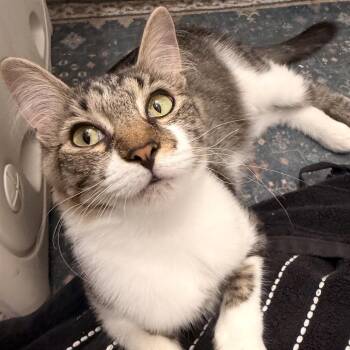 Zoey -  Domestic Medium Hair Cat for Adoption in Houston, Texas - Zoey | PetCurious