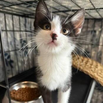 Wasabi Houston -  Domestic Short Hair Cat for Adoption in Denver, Colorado - Wasabi Houston | PetCurious