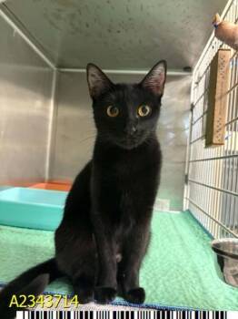 GEMINI -  Domestic Short Hair Cat for Adoption in West Palm Beach, Florida - GEMINI | PetCurious