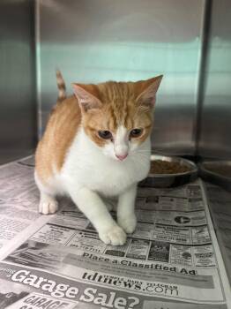 Lazy -  Domestic Short Hair Cat for Adoption in Belton, Texas - Lazy | PetCurious