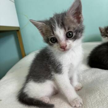 Bullet -  Domestic Short Hair Cat for Adoption in La Grange, Kentucky - Bullet | PetCurious