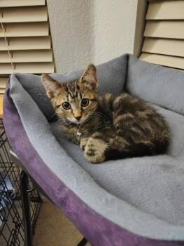 Bailey -  Domestic Medium Hair Cat for Adoption in San Jacinto, California - Bailey | PetCurious