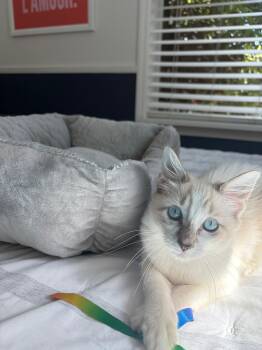 Champagne -  Siamese Cat for Adoption in Miami Beach, Florida - Champagne | PetCurious