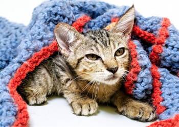 TIPPY -  Domestic Short Hair Cat for Adoption in Fort Lauderdale, Florida - TIPPY | PetCurious