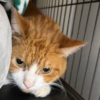 Morty -  Domestic Short Hair Cat Available for Adoption in Saginaw, Michigan - Morty | PetCurious