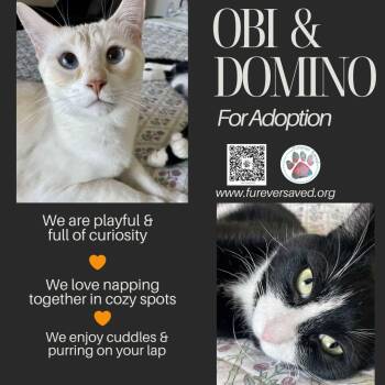 Rescue Domestic Short Hair Cats for Adoption in Miami, Florida - Obi And Domino - ^^Bonded Pair^^ | PetCurious