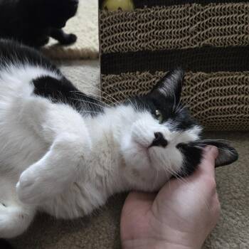 Domestic Short Hair Cats Available for Adoption - Yuki | PetCurious