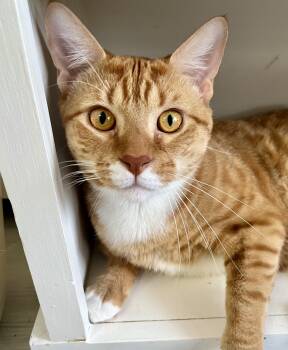 Bolt -  Domestic Short Hair Cat for Adoption in Rocky Hill, Connecticut - Bolt | PetCurious