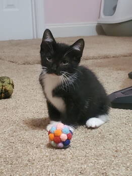 Rescue Domestic Short Hair Cats for Adoption in Buford, Georgia - Victory | PetCurious