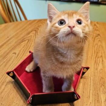 Biscayne -  Domestic Short Hair Cat for Adoption in Mentor, Ohio - Biscayne | PetCurious