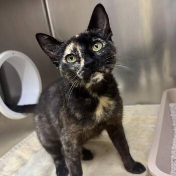 Meadowlark -  Domestic Short Hair Cat for Adoption in Walnut Creek, California - Meadowlark | PetCurious
