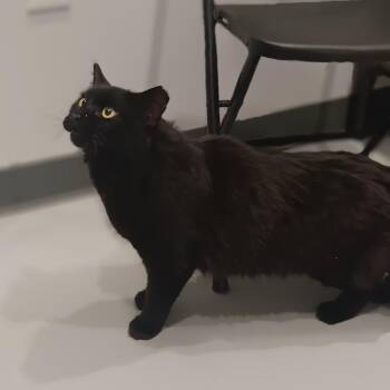Juno -  Domestic Long Hair Cat for Adoption in Mooresville, North Carolina - Juno | PetCurious