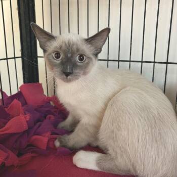 Royal -  Siamese Cat for Adoption in Riverwoods, Illinois - Royal | PetCurious