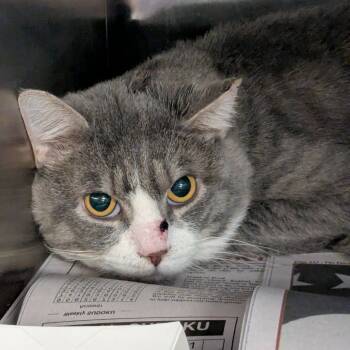 Rescue Domestic Short Hair Cats for Adoption in Huntington, West Virginia - Bigglesworth (1) | PetCurious