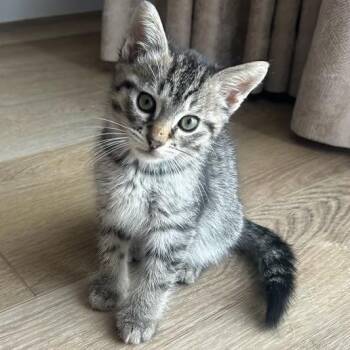 Wally -  Domestic Short Hair Cat for Adoption in Santa Ana, California - Wally | PetCurious