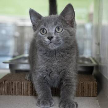 Abby -  Domestic Short Hair Cat for Adoption in Des Moines, Iowa - Abby | PetCurious