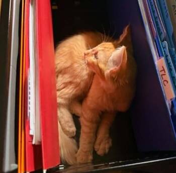 Diego -  Tabby Cat for Adoption in Waxahachie, Texas - Diego | PetCurious
