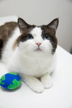Rescue Snowshoe Cats for Adoption in Montclair, New Jersey - Puzzle | PetCurious