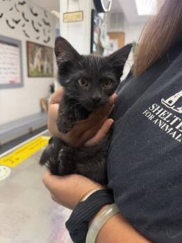 Denise -  Domestic Medium Hair Cat for Adoption in Ontario, California - Denise | PetCurious