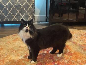 Tuxedo and Domestic Long Hair Cats Available for Adoption in Hillsboro, Oregon - ELESSAR #1885 - Offered By Owner - Fluffy Male Tux | PetCurious
