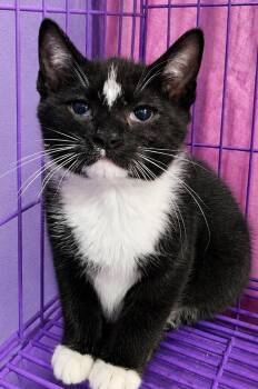 Domestic Short Hair Cats Available for Adoption in Cuyahoga Falls, Ohio - Kitten Kirkland | PetCurious