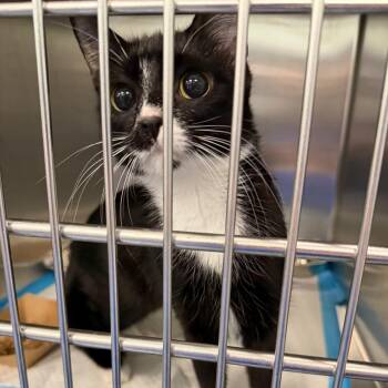 Lil Precious -  Domestic Short Hair Cat for Adoption in Greensboro, North Carolina - Lil Precious | PetCurious