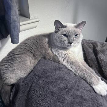 Rescue Siamese Cats for Adoption in Las Vegas, Nevada - Claire | PetCurious