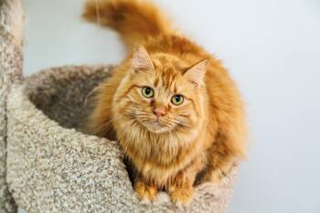 Garfield -  Domestic Long Hair Cat for Adoption in Chester Springs, Pennsylvania - Garfield | PetCurious