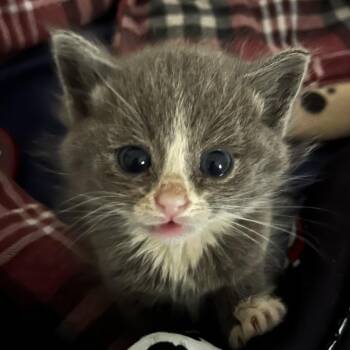 Domestic Short Hair Cats Available for Adoption in Lynchburg, Virginia - Ice Cube | PetCurious