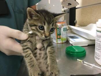 LOVEBUG -  Domestic Short Hair Cat for Adoption in Riverside, California - LOVEBUG | PetCurious